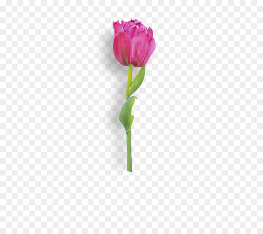 Les Roses De Jardin，Tulip PNG