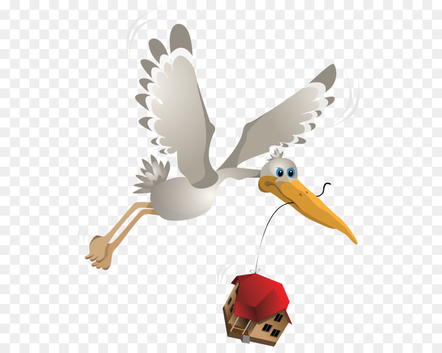 Cygne Tuberculé，Canard PNG