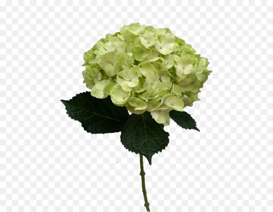 Hortensia，Vert PNG