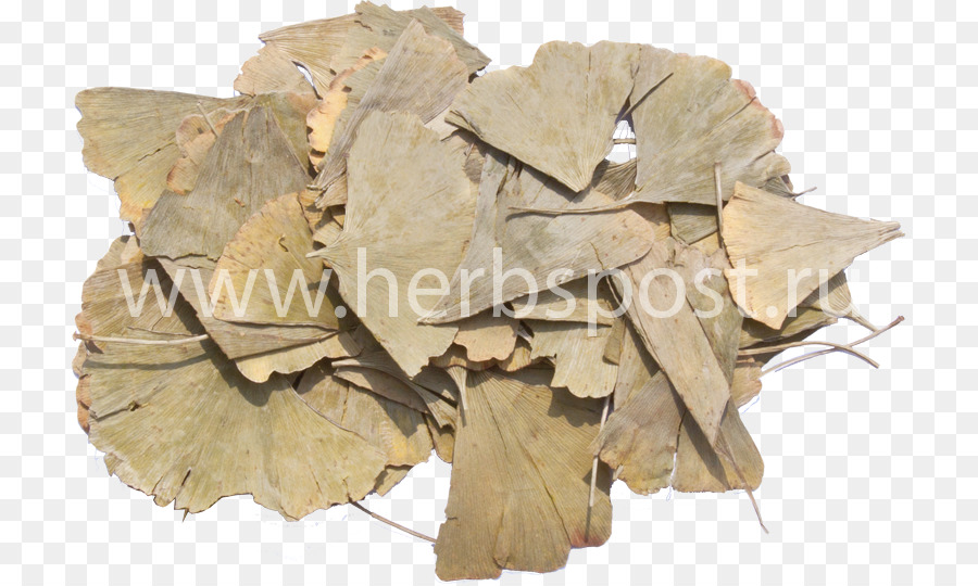 Le Ginkgo Biloba，Feuille PNG