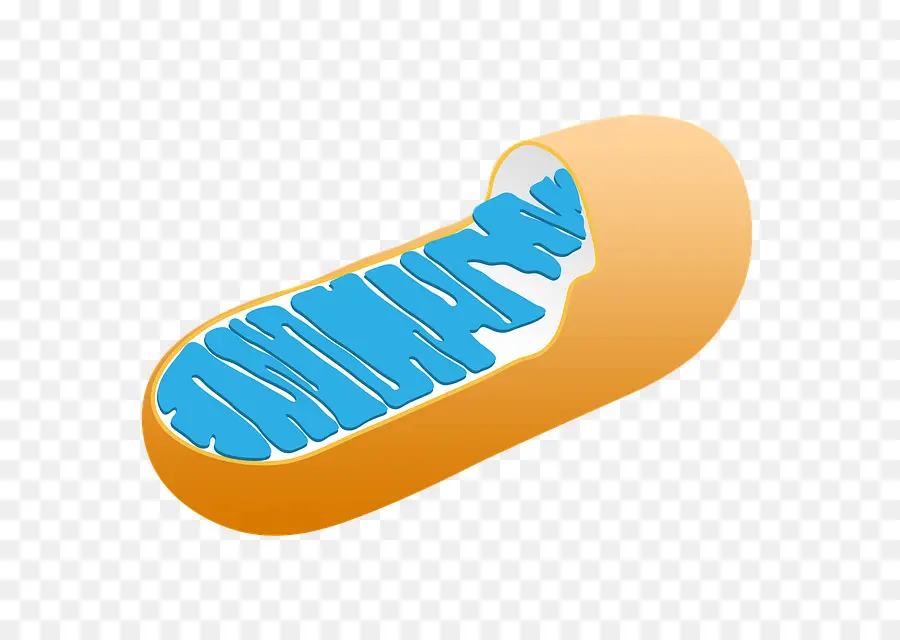 Mitochondrie，Les Maladies Mitochondriales PNG