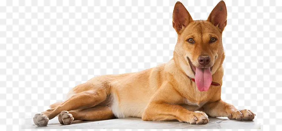 Chien Brun，Animal De Compagnie PNG