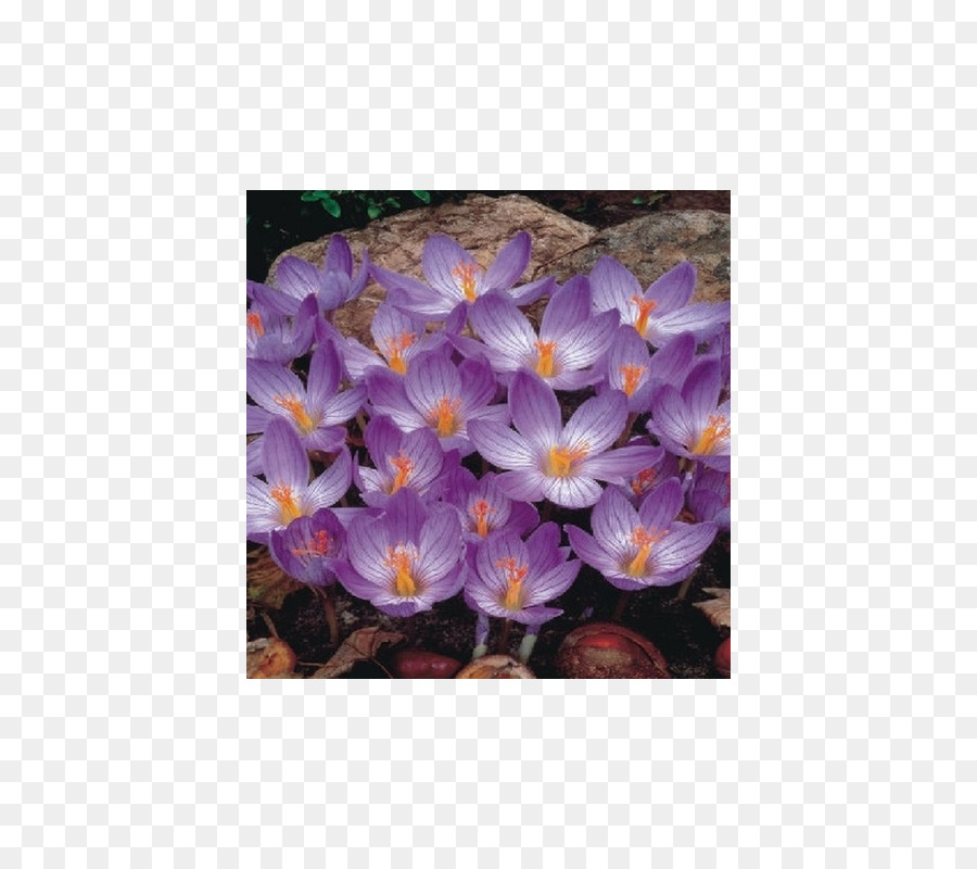 Bieberstein De Crocus，Ampoule PNG