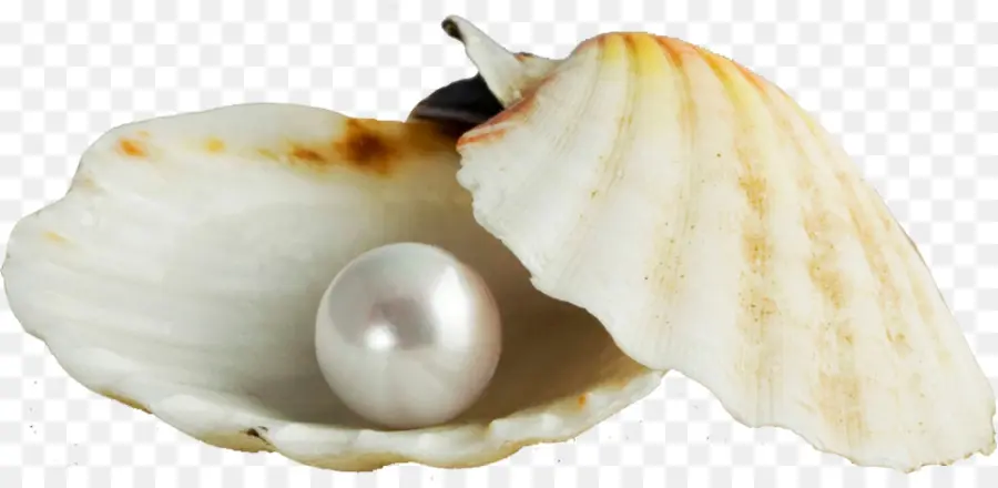 Perle，Coquille PNG