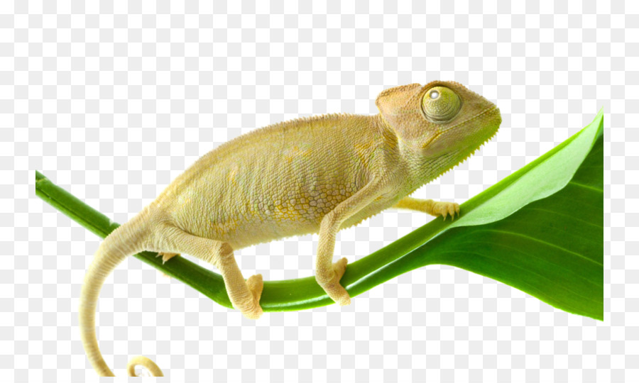 Caméléon Sur Feuille，Caméléon PNG