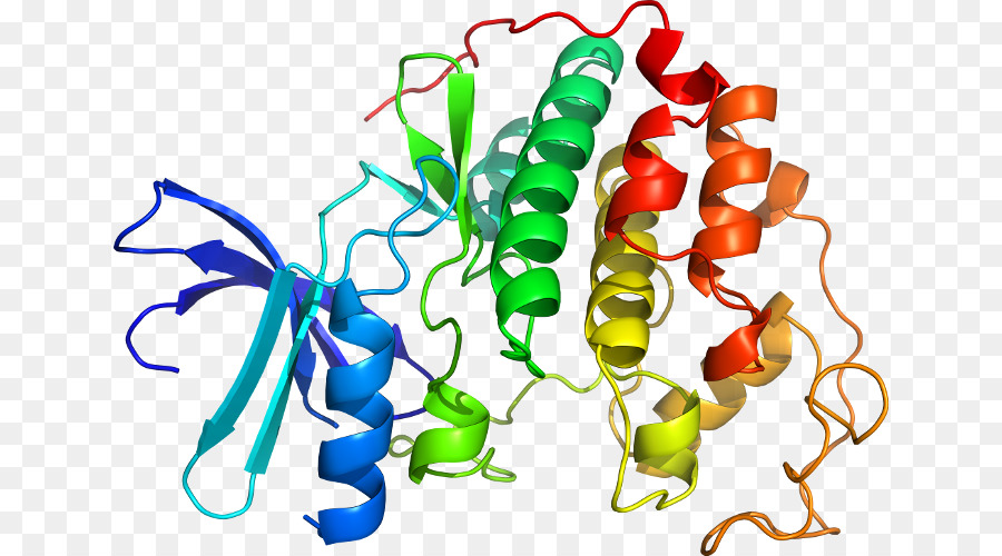 Structure Des Protéines，Molécule PNG