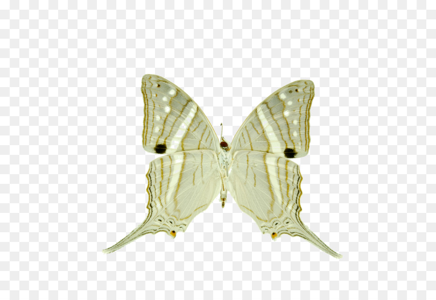 Papillon Blanc，Insecte PNG