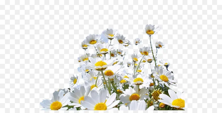 Marguerites，Blanc PNG