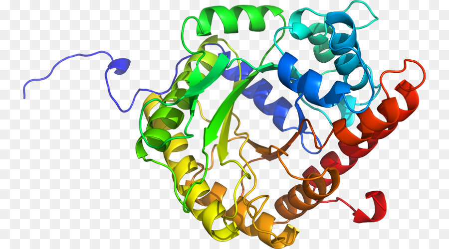 Structure Des Protéines，Molécule PNG