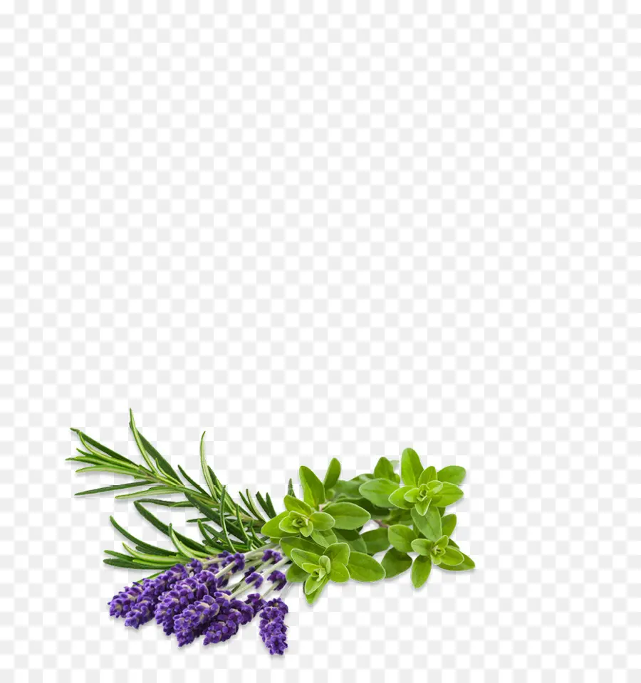 Herbes，Lavande PNG