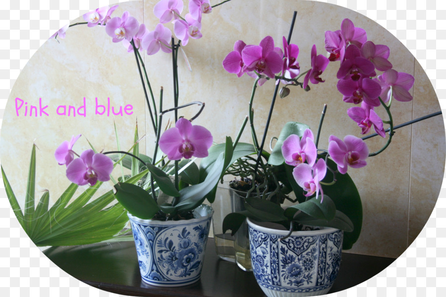 Teigne Des Orchidées，Flowerpot PNG