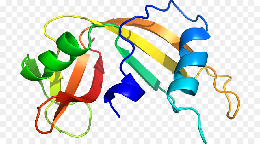 Structure Des Protéines，Molécule PNG