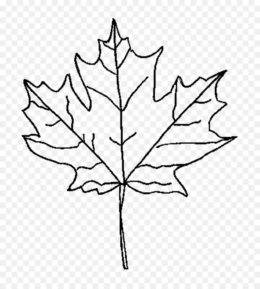 Feuille D'érable，Contour PNG