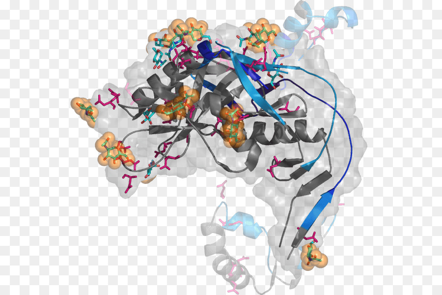 Structure Des Protéines，Molécule PNG