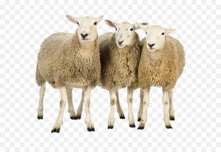 Mouton，Laine PNG