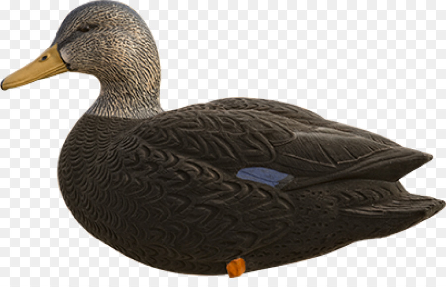 Leurre De Canard，Chasse PNG