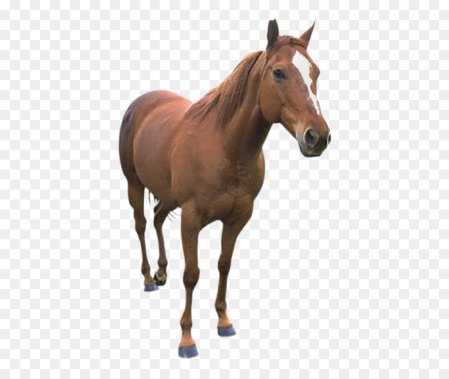 Cheval，Animation PNG
