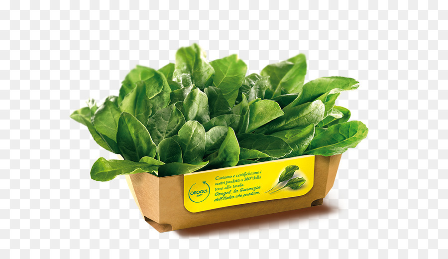 Laitue Romaine，Maregel PNG