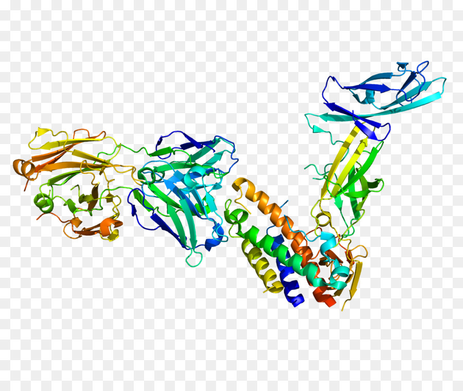 Structure Des Protéines，Molécule PNG