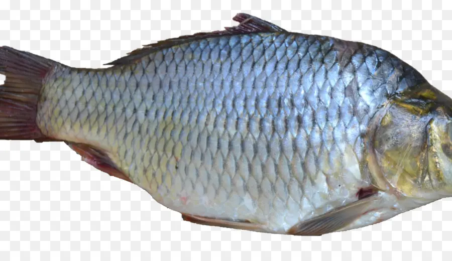 Poisson，Aquatique PNG