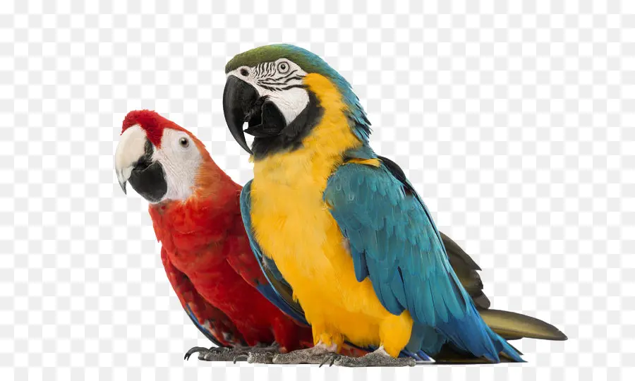 Perroquets Bleus Et Jaunes，Oiseaux PNG