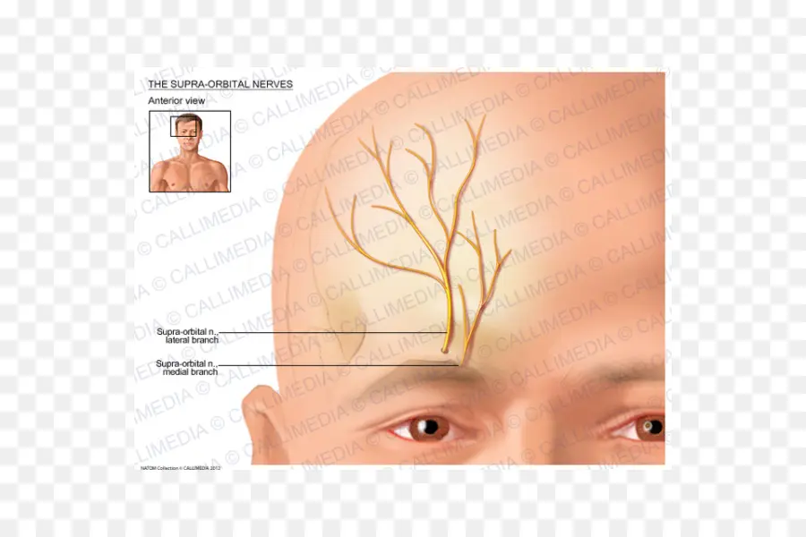 Diagramme Des Nerfs Supra Orbitaux，Anatomie PNG