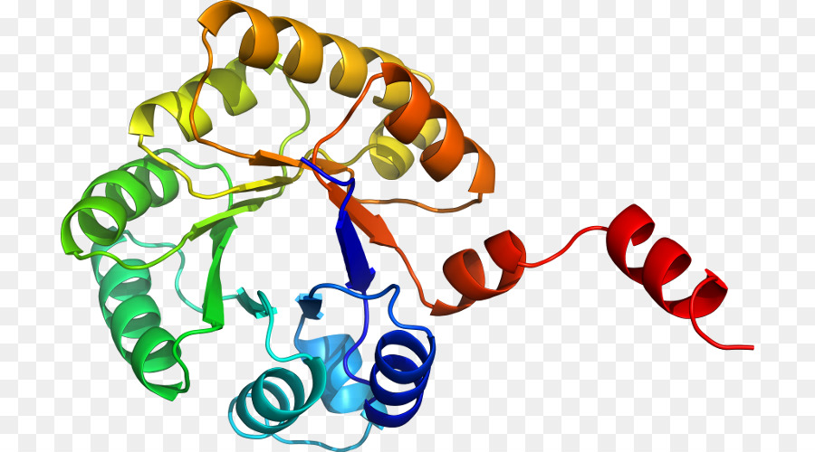 Structure Des Protéines，Biologie PNG