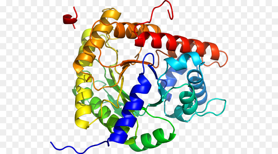 Structure Des Protéines，Biologie PNG