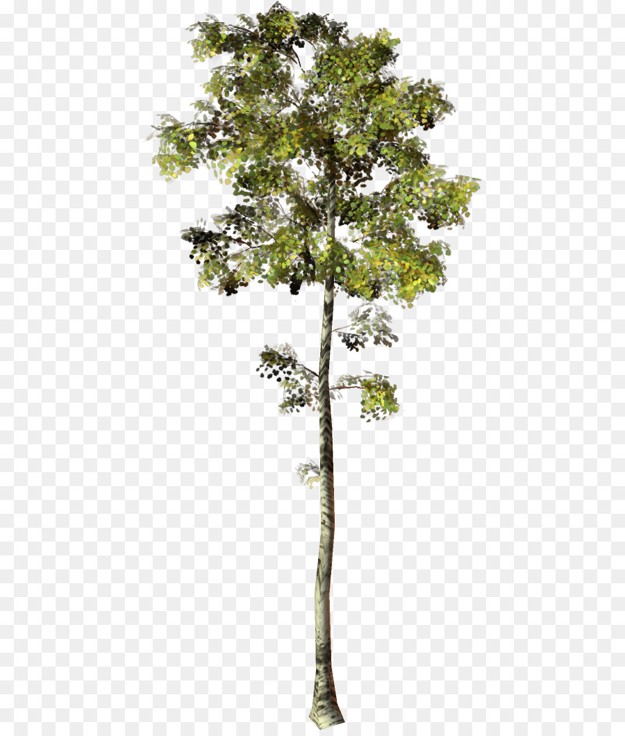 Arbre，Feuilles PNG