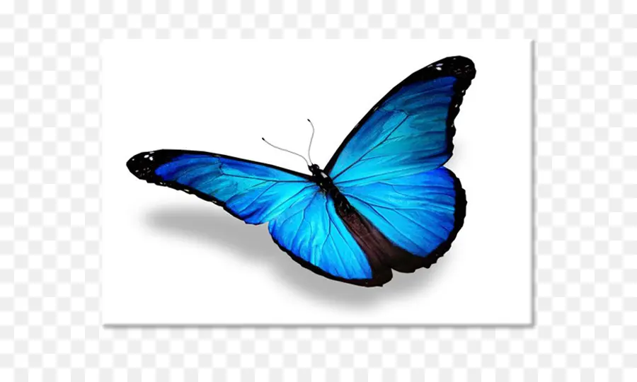 Papillon Bleu，Insecte PNG