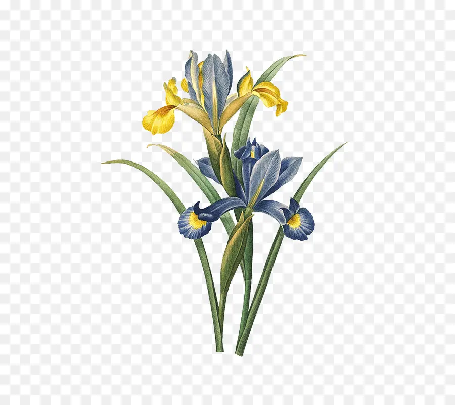 Fleurs Jaunes Et Bleues，Iris PNG