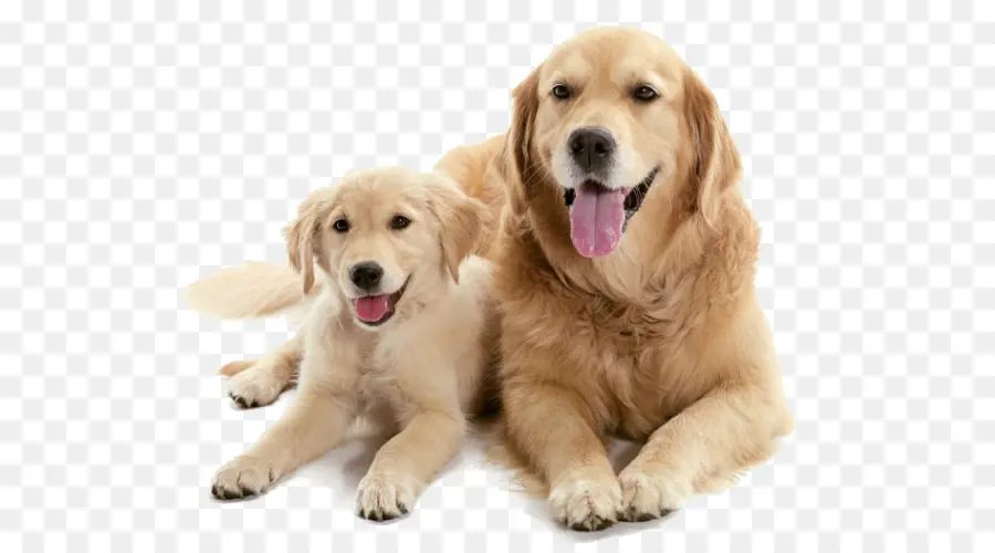 Golden Retrievers，Chiens PNG