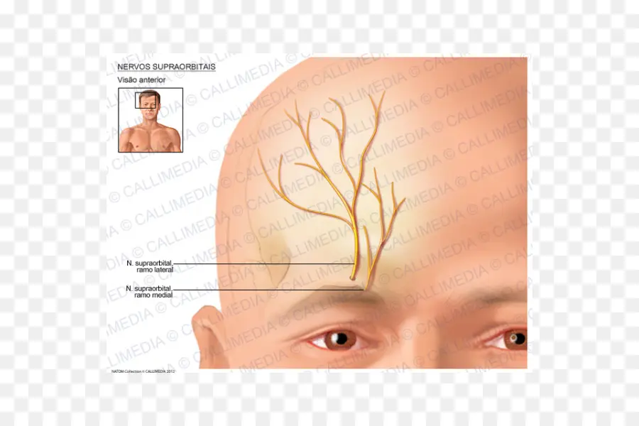 Diagramme Des Nerfs Supra Orbitaux，Anatomie PNG