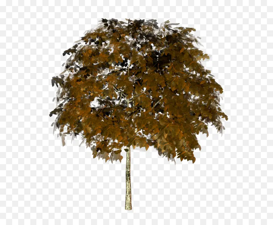 Arbre Brun，Feuilles PNG