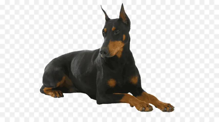 Dobermann，Chiens De Type Pinscher Allemand PNG