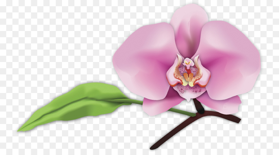 L Art，Teigne Des Orchidées PNG