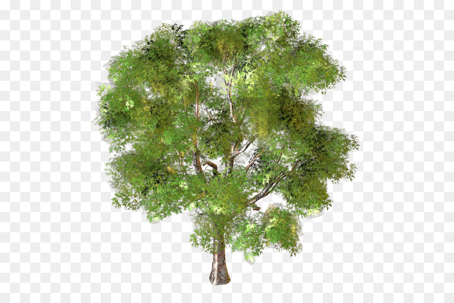 Arbre，Branche PNG