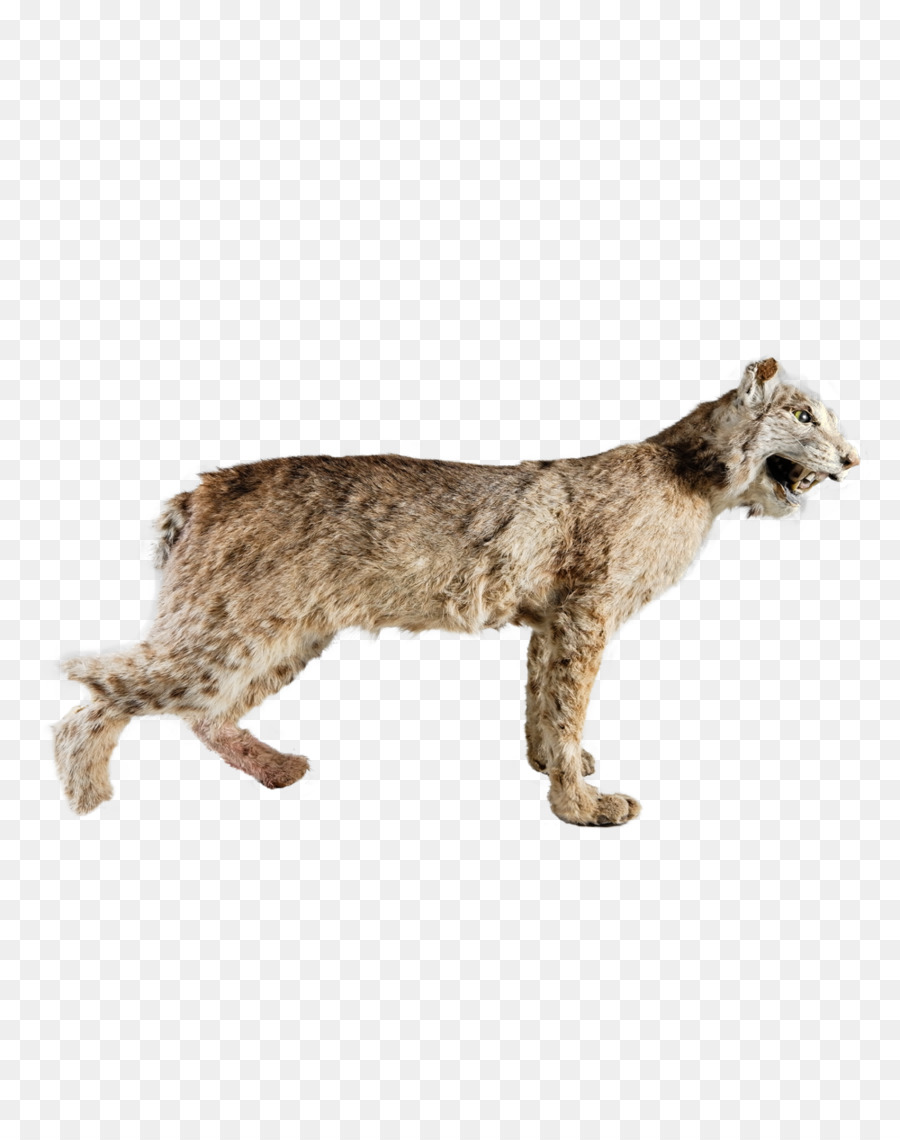 Chat，Cougar PNG