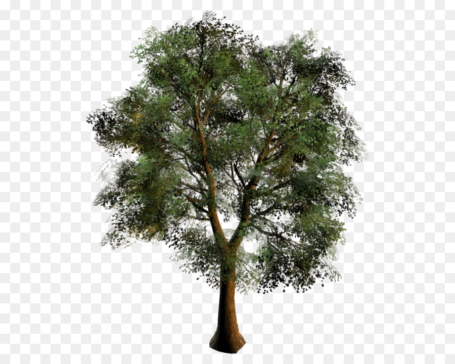 Arbre，Succursales PNG