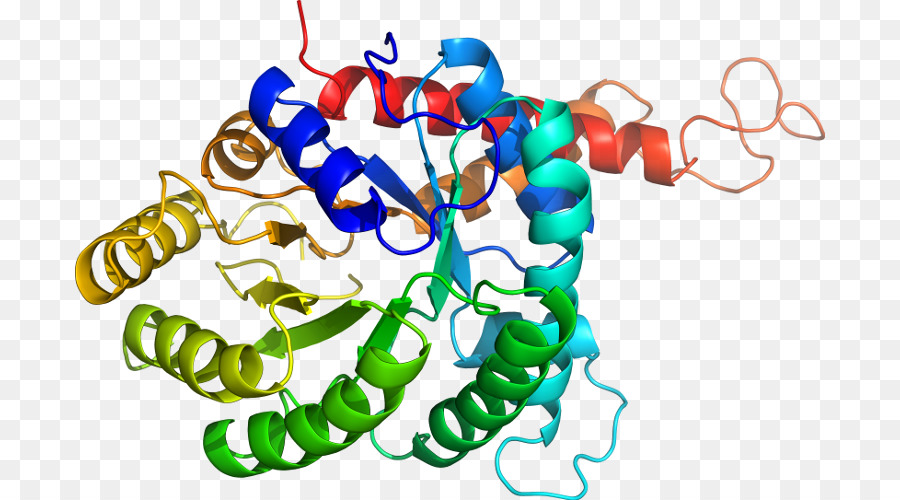 Structure Des Protéines，Biologie PNG