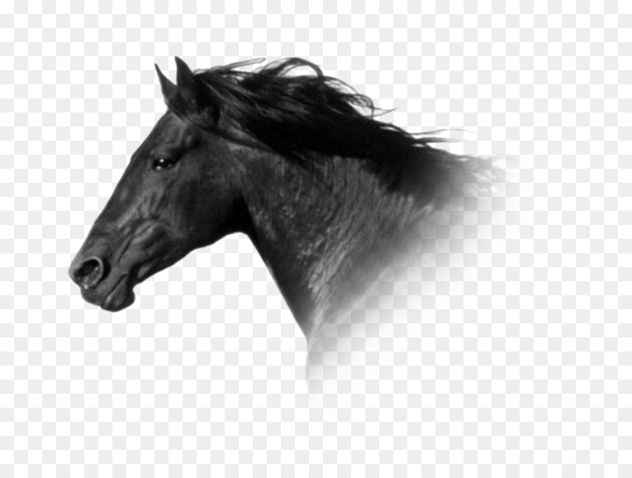 Poney，Crinière PNG