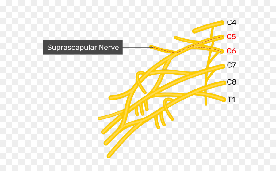 Inférieure Du Nerf Sous Scapulaire，Supérieure Du Nerf Sous Scapulaire PNG