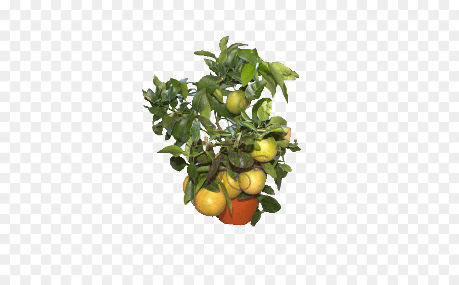 L Orange Amère，Cuisine Végétarienne PNG