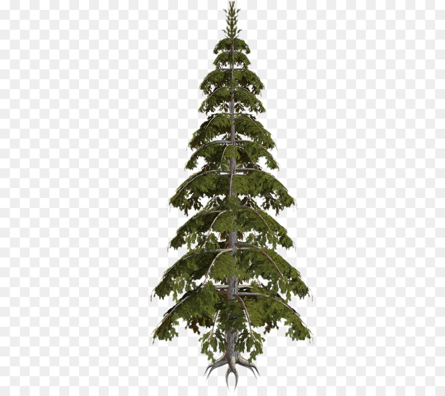 L épinette，Arbre De Noël PNG