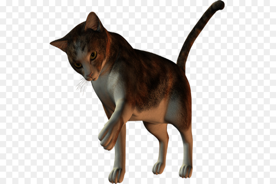 Chat Gris，Animal De Compagnie PNG