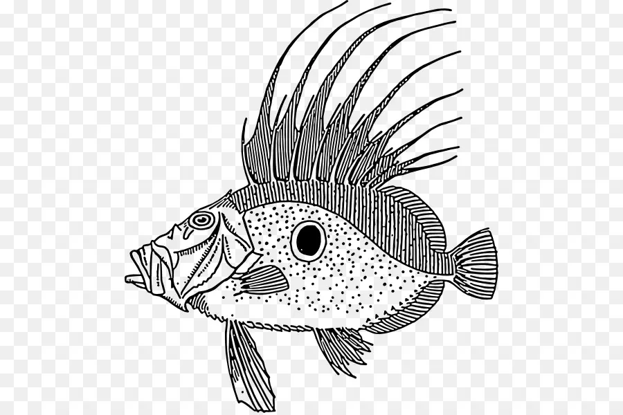 Poisson，Dessin PNG