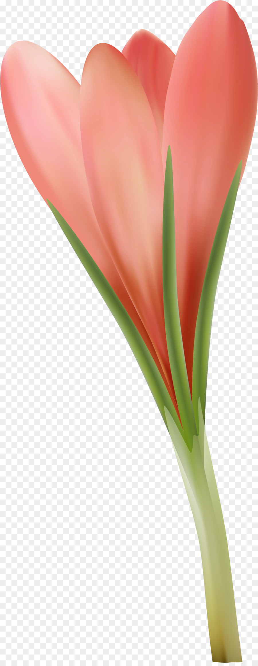 Fleur，Rouge PNG