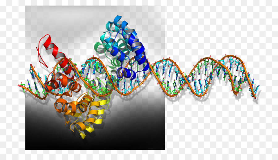 Structure De L'adn，Génétique PNG