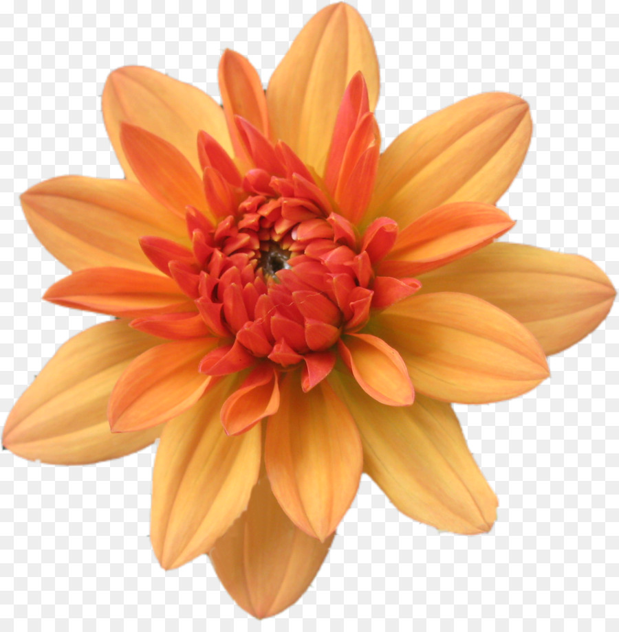 Fleur，Rouge PNG