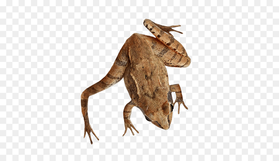 Gecko，Lézard PNG